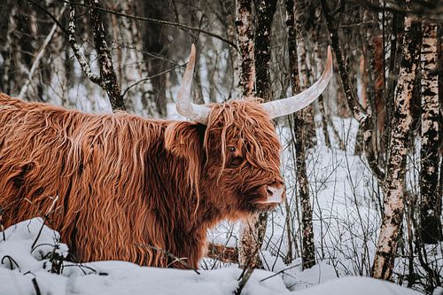 Scottish Highland cow in the woods