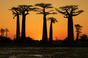 Baobab Allee