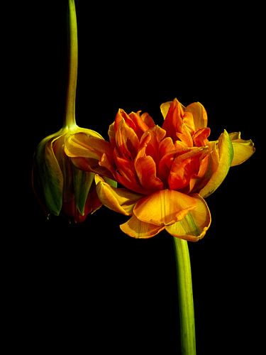 Feurige Tulpe in der Dunkelheit von Beate Pique