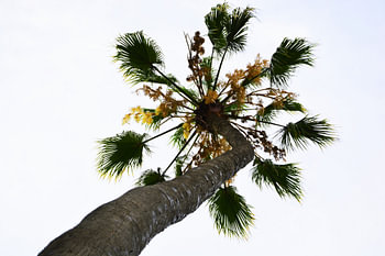 hoge palm boom