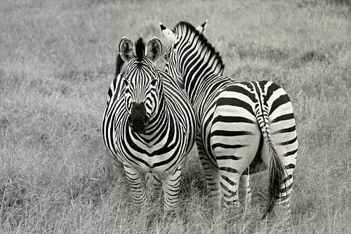 Kleine Hände, große Träume
