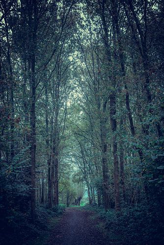 Vroeg in de ochtend in het bos