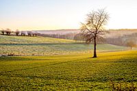 Single tree with a long shadow in a sunny winter landscape in Zuid Limburg, the Netherlands