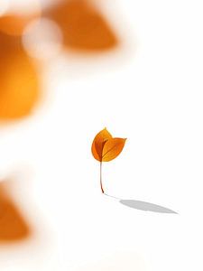 ombre de la feuille
