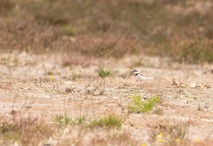The little ringed plover by Merijn Loch