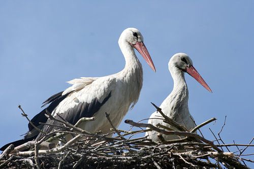 Ooievaars op nest van Teun Huisman
