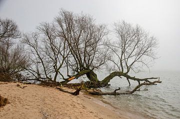 Foggy beach