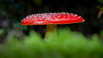 Fly agaric with green moss by Erwin Pilon