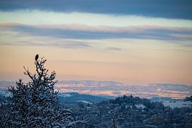 Un oiseau dans l'arbre sur José IJedema