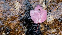 Indian Summer - herfstblad in water op rots van Remke Spijkers thumbnail