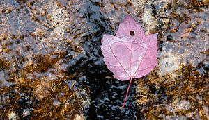 Indian Summer - herfstblad in water op rots sur Remke Spijkers
