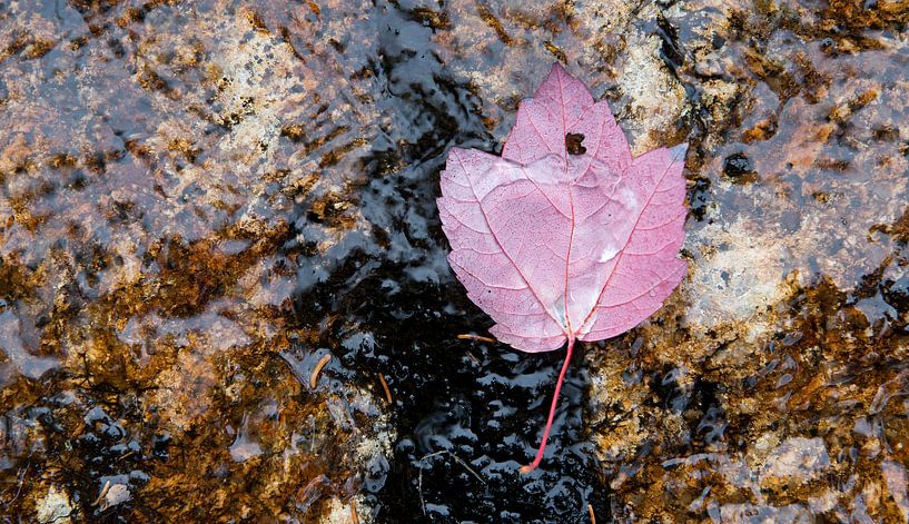 Indian Summer - herfstblad in water op rots van Remke Spijkers