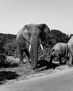 Afrikanische Elefanten-Safari 2.0 von Ian Schepers Miniaturansicht