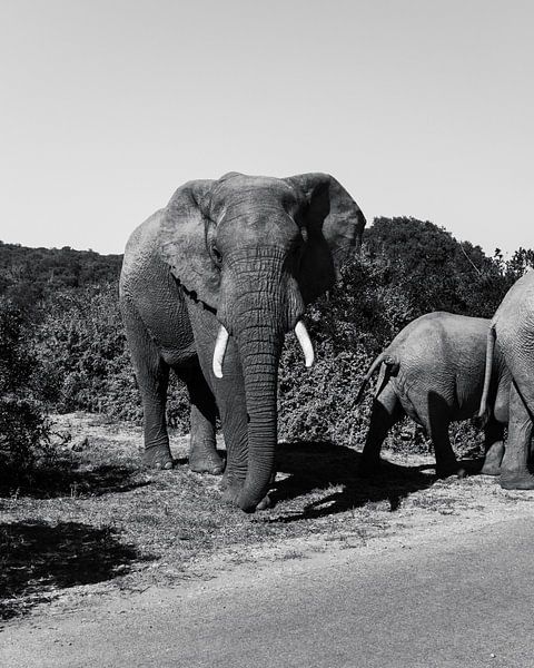 Afrikanische Elefanten-Safari 2.0 von Ian Schepers