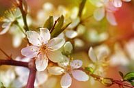 Frühlingsblüten  von Violetta Honkisz Miniaturansicht