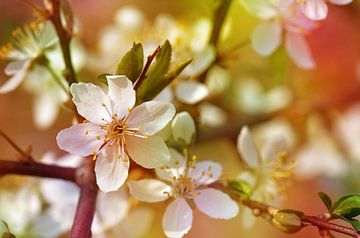 Fleurs de printemps sur Violetta Honkisz