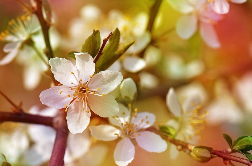 Fleurs de printemps par Violetta Honkisz