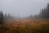 Mystiek bos.