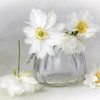 Flower Romantic - fine white by Lizzy Pe