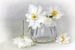 Fleur Romantique - blanc fin sur Lizzy Pe