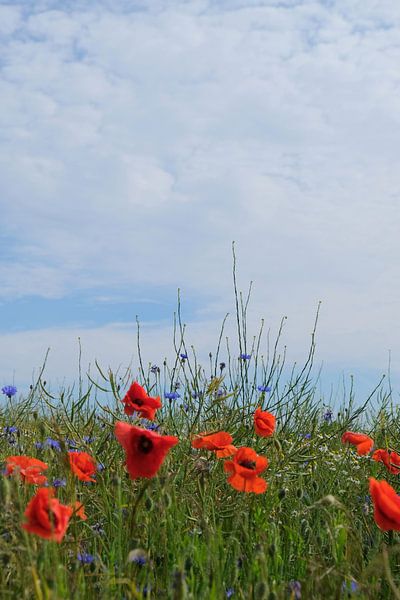 nice summer by Ostsee Bilder