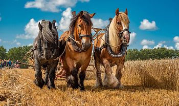 Zeeuwse zomers van toen