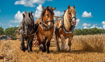 Zeeland summers of that time by Ria Overbeeke