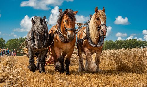 Les étés zélandais de l'époque
