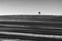 Solitaire - L'arbre sur la colline