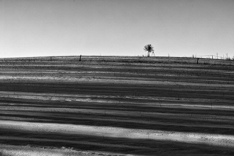 Lonely - The tree on the hill by Frank Briske