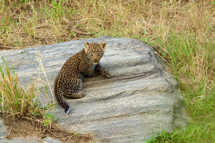 Babyleopard by Peter Michel