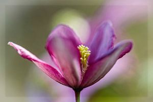 Clematis von Rob Boon