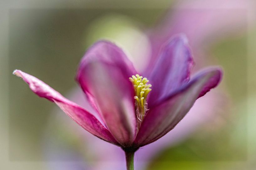 Clematis by Rob Boon