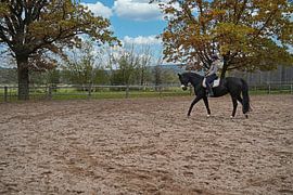 Training mit dem Bayer Rappen Baveria auf einem Reitplatz im Herbst
