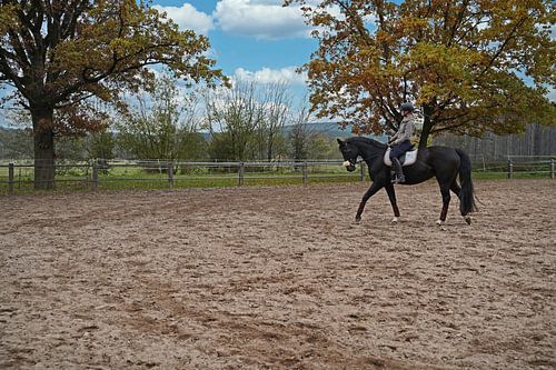 Training met het Beierse zwarte paard Baveria op een rijbak in de herfst