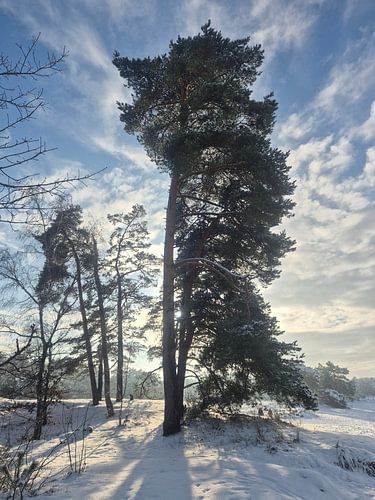 Licht in de winter