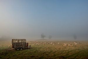Schafe im Nebel