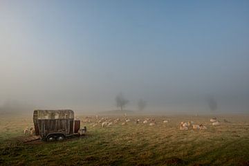 Schaapjes in de mist van Moetwil en van Dijk - Fotografie