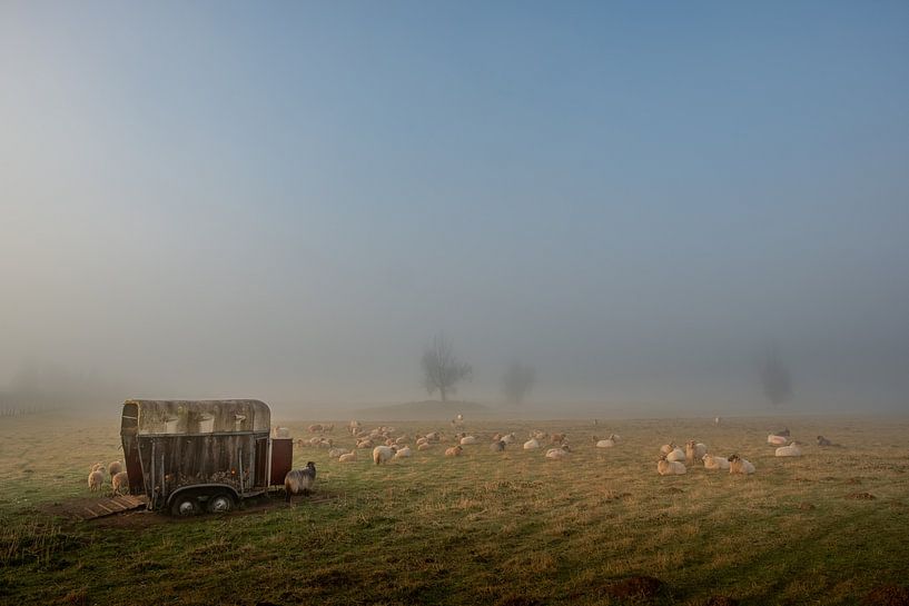 Sheep in the mist by Moetwil en van Dijk - Fotografie