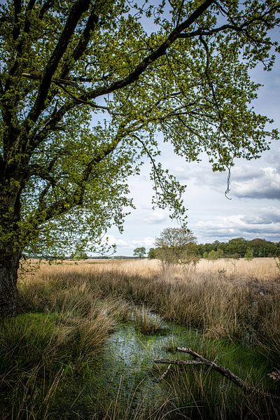 Mystérieux paysage de tourbière dans la tourbière. par Wildlife Designs