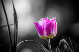 Tulpe schwarz-weiß von Frank Ketelaar