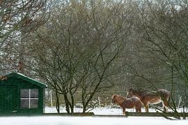 horses standing outside in a snowstorm without shelter by Margriet Hulsker