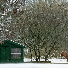 paarden die in een sneeuwstorm buiten staan zonder beschutting van Margriet Hulsker