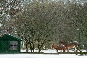 Pferde, die in einem Schneesturm ohne Unterschlupf im Freien stehen