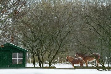 paarden die in een sneeuwstorm buiten staan zonder beschutting