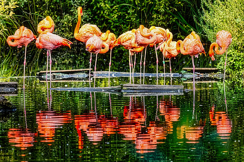 Cuban flamingos in Schwerin