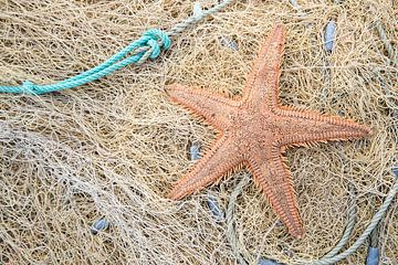 Starfish on fishing net by Bram Conings