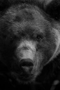 Brown Bear by Kim Leen