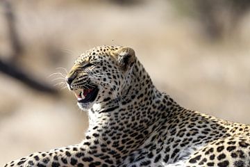 Zuid-Afrika | Krugerpark | Luipaard van Claudia van Kuijk