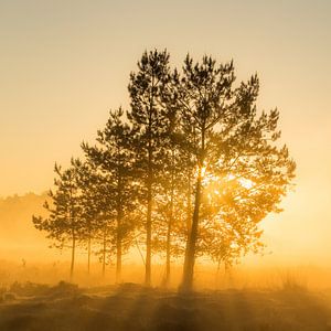 Baum mit Sonnenaufgang während der goldenen Stunde | Utrechtse Heuvelrug
